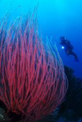 'Seawhips with diver' from Walindi (PNG). Taken with Olym... by Istvan Juhasz 